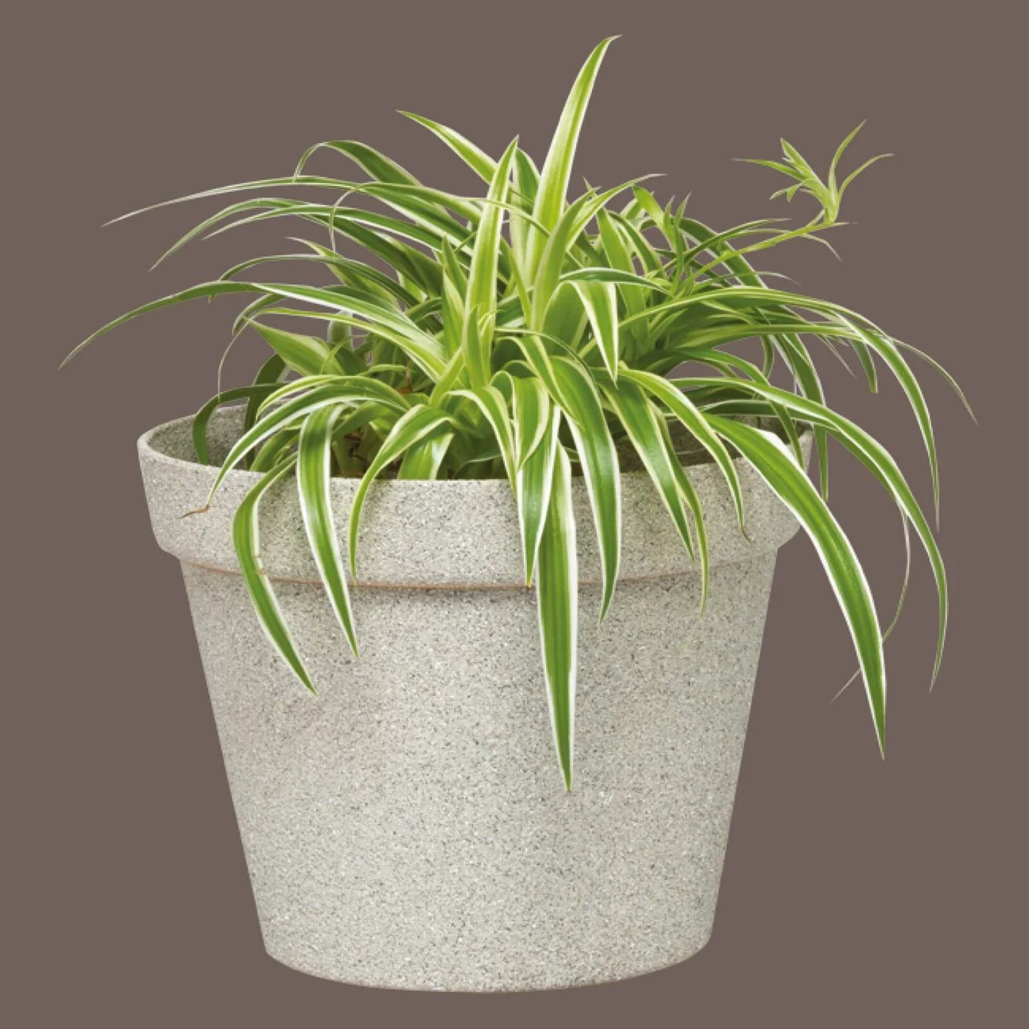 Rust-Oleum Stone Spray Paint - Pebble - 400ml Rust-Oleum Stone Spray Paint - Pebble - 400ml -Best Paint Shop 12841319 3684833196201695